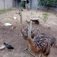 شتر مرغ ۲ عدد