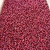 زرشک پفکی لوکس