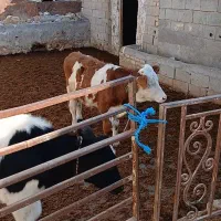 سه عدد گوساله سیمینتال  قرمز اصل جنس