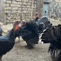 بوقلمون برنز۶ماهه|حیوانات مزرعه|قم, پردیسان|دیوار