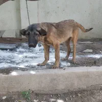 توله ماده سراب ۳ ماهه