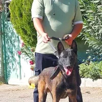 توله مالینویز نر و ماده واکسینه