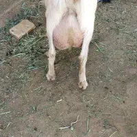 بز و کره سانن و کره آلپاین