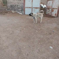 سگ گله ۱۳ ماهه اصیل|سگ|سراب, |دیوار