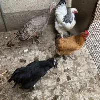 مرغ|حیوانات مزرعه|شیراز, آزادگان|دیوار