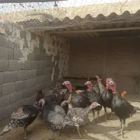 بوقلمون محلی به صورت جفتی|پرنده|طسوج, |دیوار