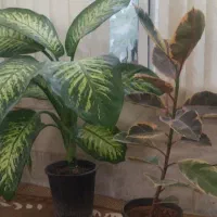 گل آپارتمانی