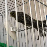 قناری ماده اماده جفت نخورده