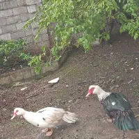 یک جفت اردک اسراییلی،۸ماهه