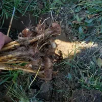 پیاز زعفران زمین زعفران