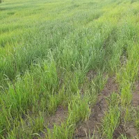 زمین اجاره ای