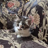 گربه بسیار بسیار آرام و سالم