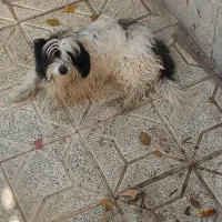 گمشده