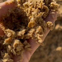 جو ایرانی|عمده‌فروشی|دیواندره, |دیوار