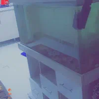 اکواریوم شیشه خم یک متری با میز پایه|ماهی|مشکیندشت, |دیوار