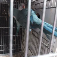 راهب|پرنده|رشت, جانبازان|دیوار