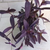 گل های زیبا و مقاوم خانگی|گل و گیاه طبیعی|نجف‌آباد, بازار|دیوار