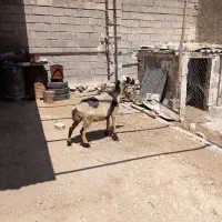 شیشک