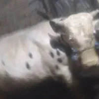 یکدعدد گوساله نر درجه یک به فروش میرسد|حیوانات مزرعه|خرمآباد, |دیوار