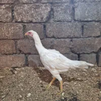 مرغ خروس فریح|حیوانات مزرعه|محمدبار, |دیوار