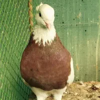 طوقی نر سرخ خال سیاه