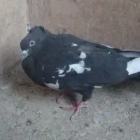 کبوتر
