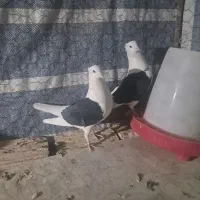 کبوتر دوکتی