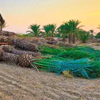 ارسال پالم با مجوز سازمان جهادکشاورزی|خدمات باغبانی و درختکاری|قشم, |دیوار