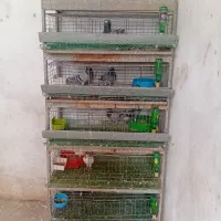 قفس جوجه گیری