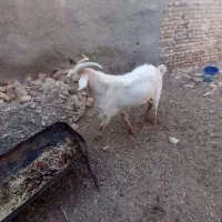 نر بز سانن بذری