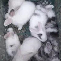 خرگوش