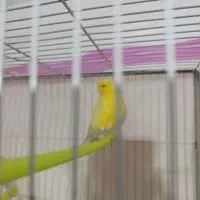 قناری|پرنده|تربت‌حیدریه, رضاشهر|دیوار