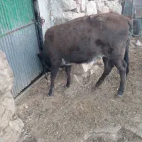 یک راس گاو باگوساله