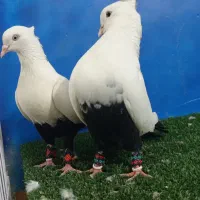 نرماده دم سیاه بسته