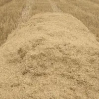 کاه سفید ،گندم