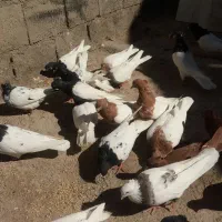 کله زرد و سیاه|پرنده|چگنی, |دیوار