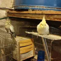دو جفت عروس هلندی مولد کارداده ومرغ مینا