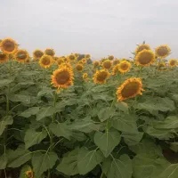 آفتاب گردان اس 400