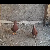 کبوتر سرخ نرماده آس