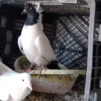 کفتر پرستویی