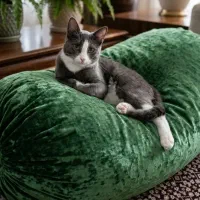 واگذاری گربه مهربان و زیبا - ملوس