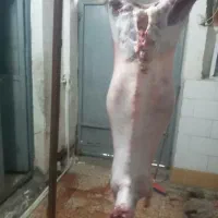 قصابی کهره وبره هر روز|خوردنی و آشامیدنی|بهبهان, |دیوار