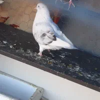 کفتر|پرنده|رودهن, |دیوار