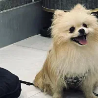 واگذاری سگ|سگ|قم, زنبیل آباد|دیوار