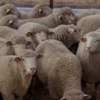 گوسفند زنده ، قصاب،