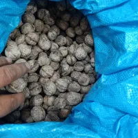 گردو درجه یک خوش طعم|خوردنی و آشامیدنی|نقده, |دیوار