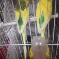 فروش ی جفت مرغ عشق سرحال با رنگی خاص
