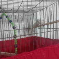 جفت فنچ نژاد ۶تخمه|پرنده|یزد, |دیوار