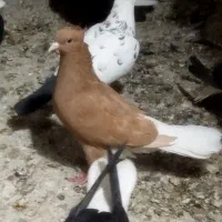 دمسفید|پرنده|شوشتر, |دیوار