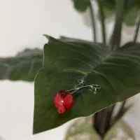 گیره روسری یلدایی|زیورآلات و اکسسوری|رفسنجان, |دیوار